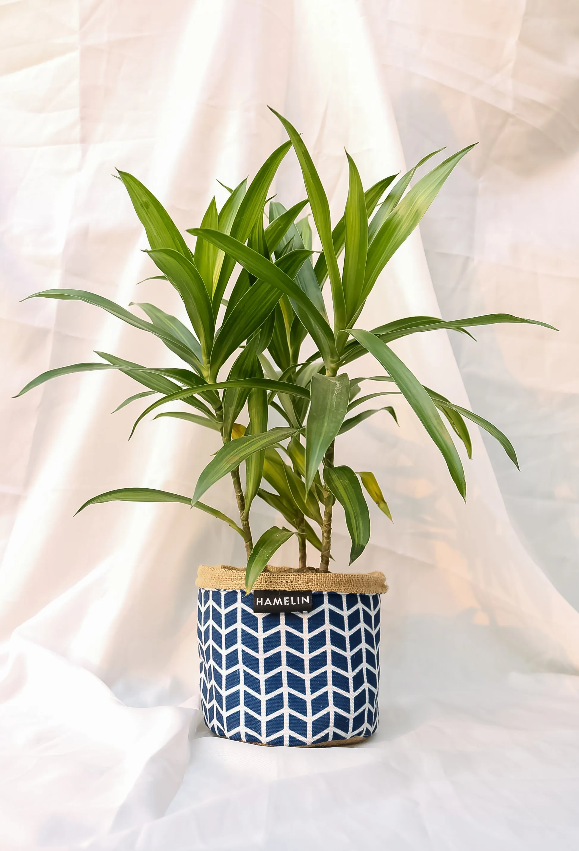 Chic Planter Wraps Mini - Gift set (Indigo)